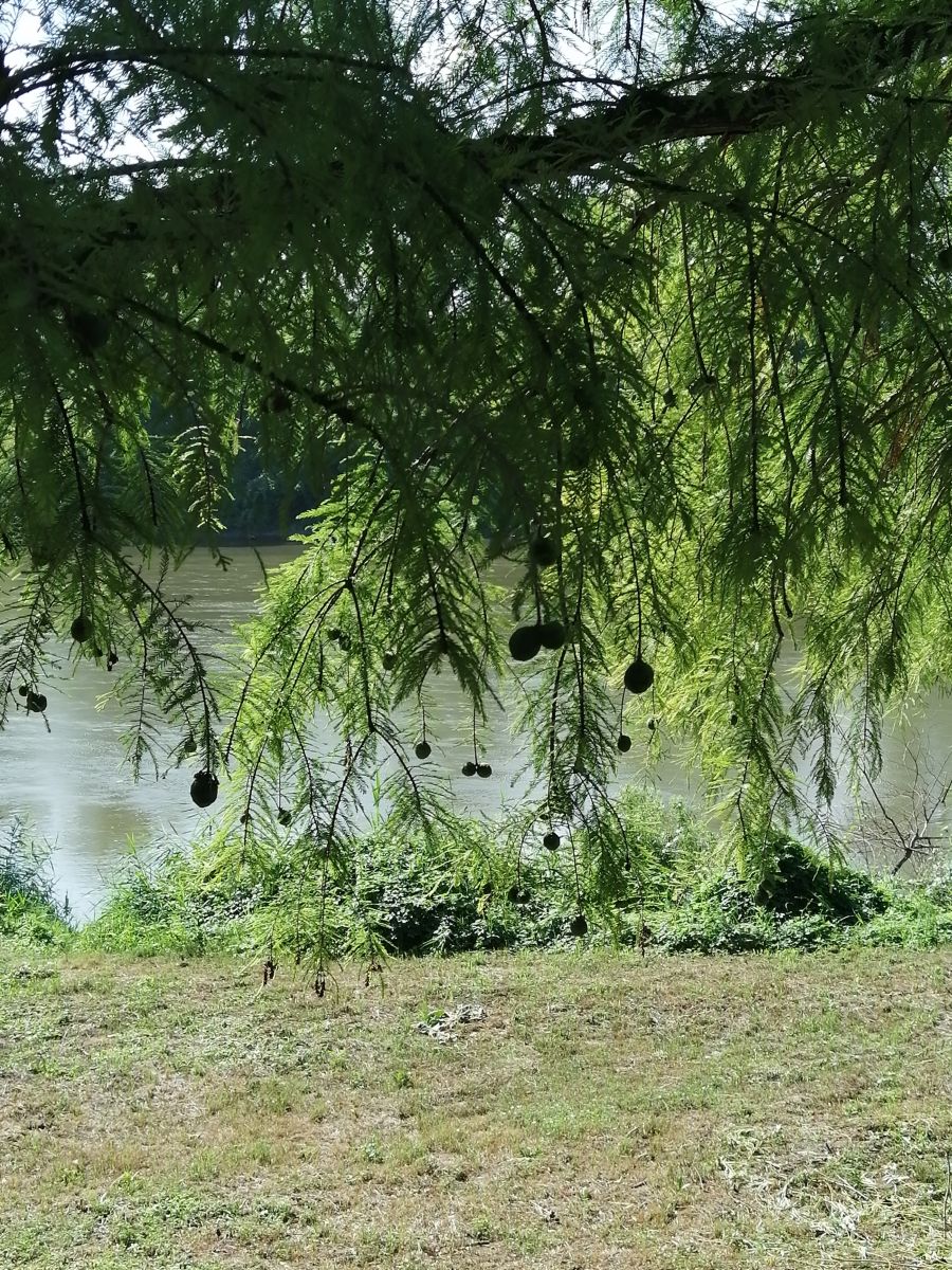 Fotos do tempo em Arad. Previsões do tempo com lindas fotos de Augustin