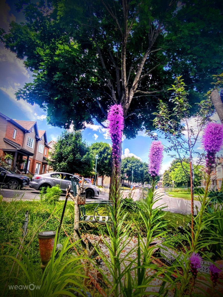 Photograph Lulu5523, Wetter Photos le Plateau - Weawow