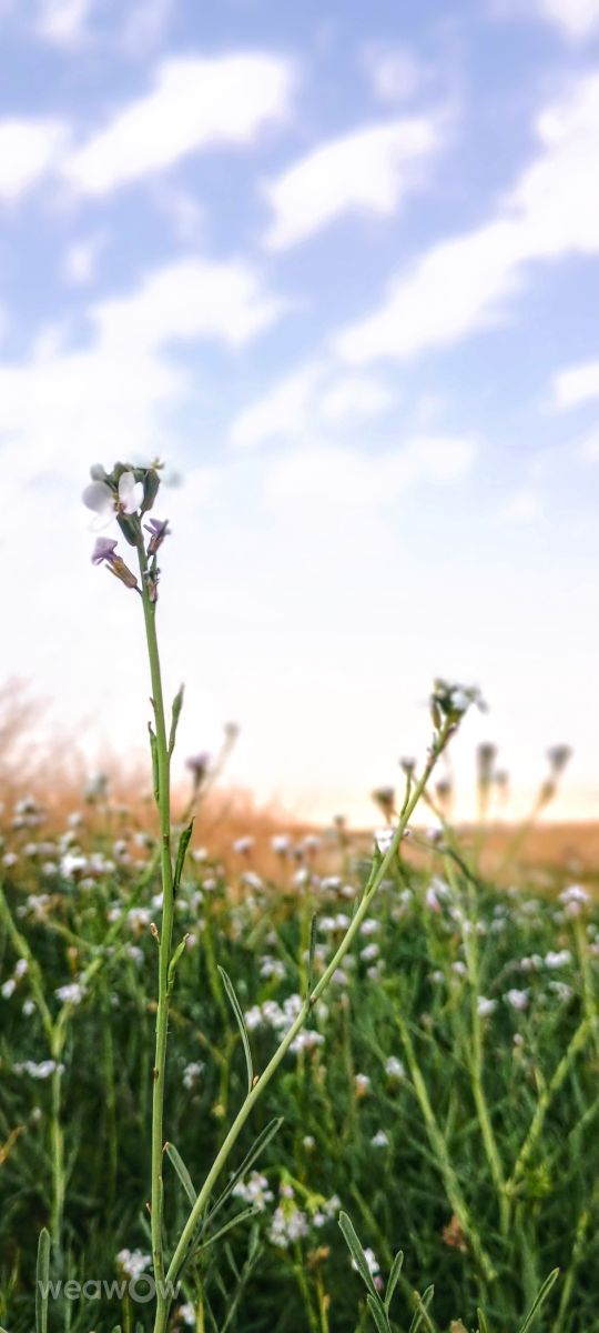 Weather forecasts with beautiful photos by AzizYx