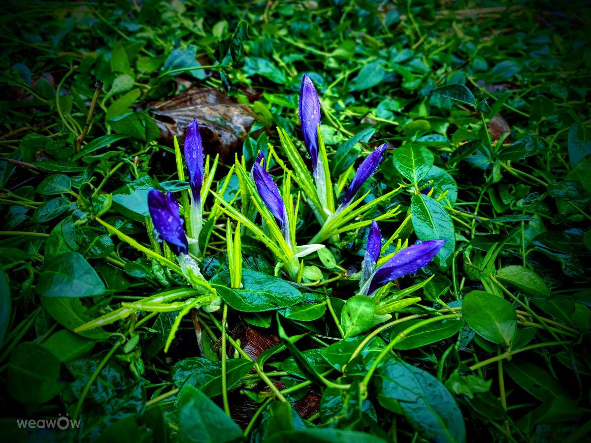 Wetter Photos Outaouais. Wettervorhersagen mit schönen Fotos von Lulu5523