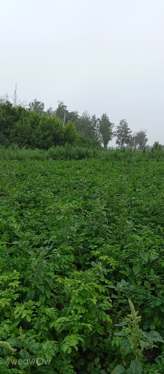 Фотографии Погоды в Омск. Прогнозы погоды с чудесными фотографиями, сделанными BACR1985