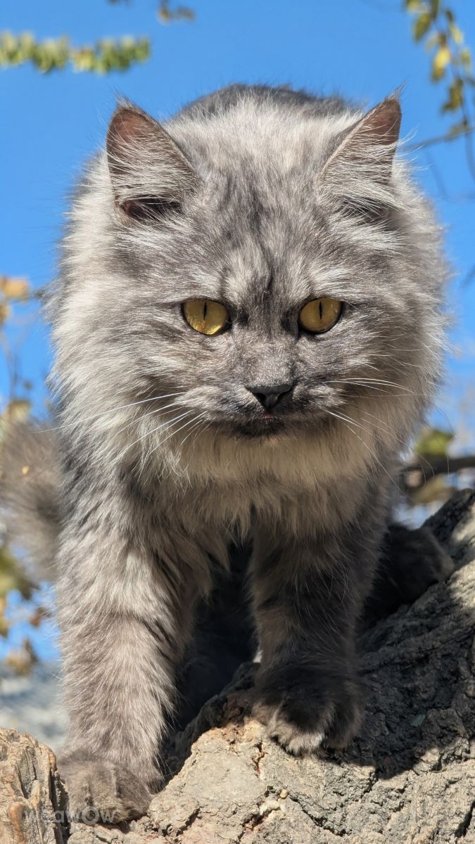 Fotos do tempo em Paquistão. Previsões do tempo com lindas fotos de Trekchitral