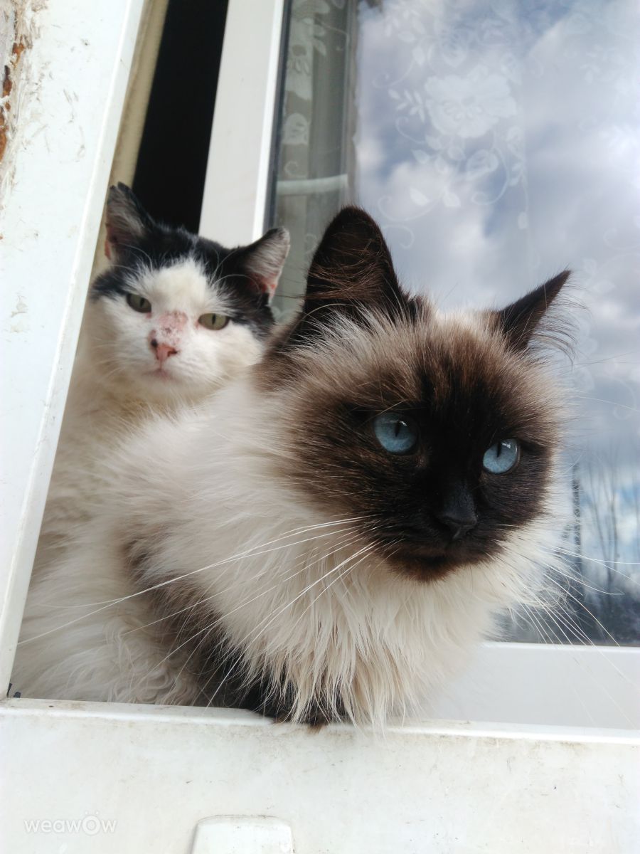 Fotos do tempo em Pokotylivka. Previsões do tempo com lindas fotos de Оксана Алла