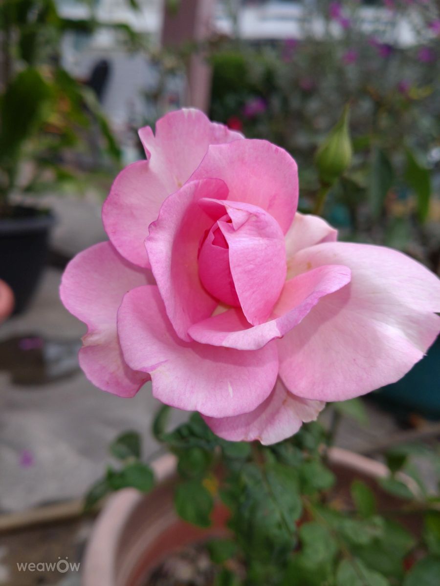 Photographe Wen-ya Huang, Photos météo à Kaohsiung - Weawow