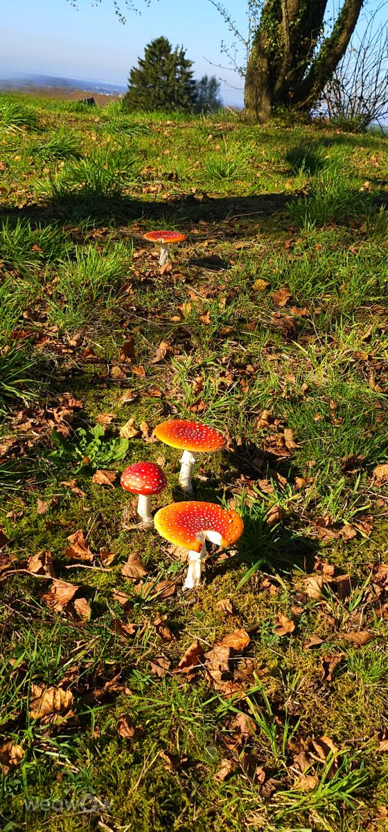 Fotografos Seni, Fotos do tempo em Velbert - Weawow