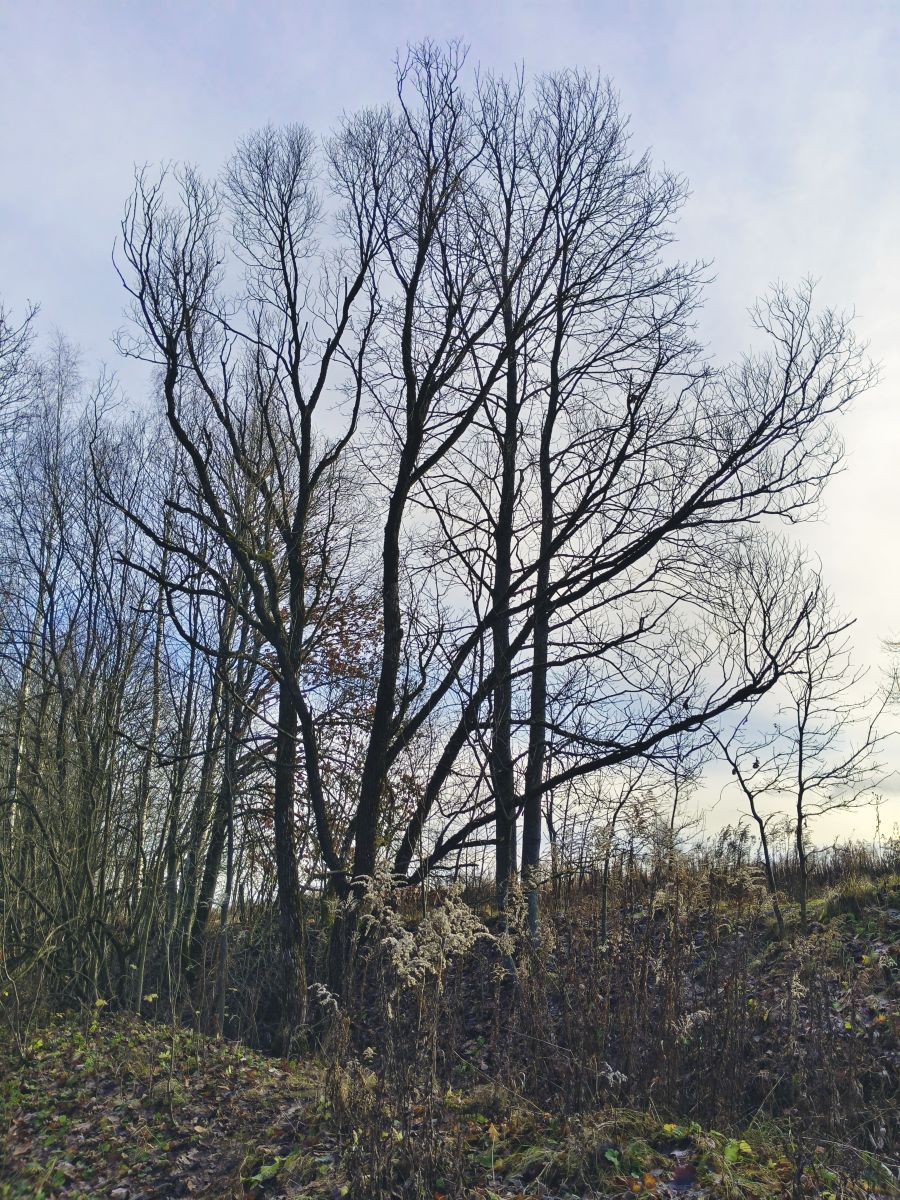 Tula的天气照片. 天气预报，带Aleksei精美的照片