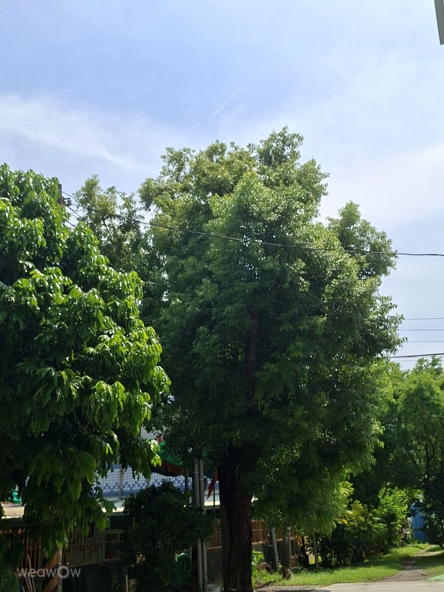 Photographer Wen-ya Huang, Weather Photos in Kaohsiung City - Weawow