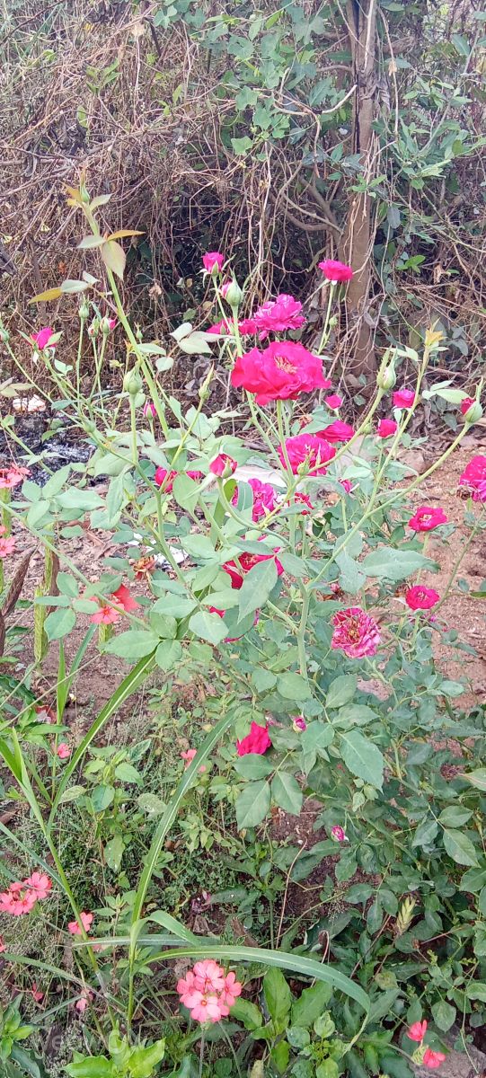 Weather Photos in Andhra Pradesh. Weather forecasts with beautiful photos by Imadabattini Bosu Babu