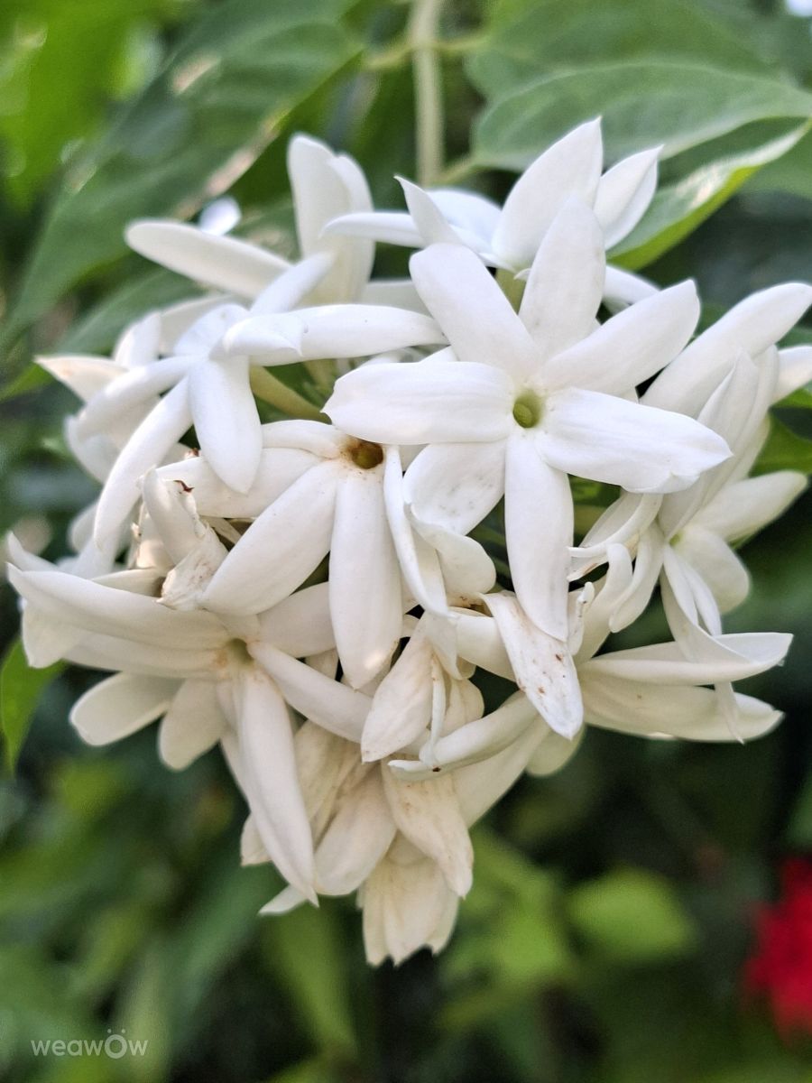 Weather Photos in Kaohsiung City. Weather forecasts with beautiful photos by Wen-ya Huang