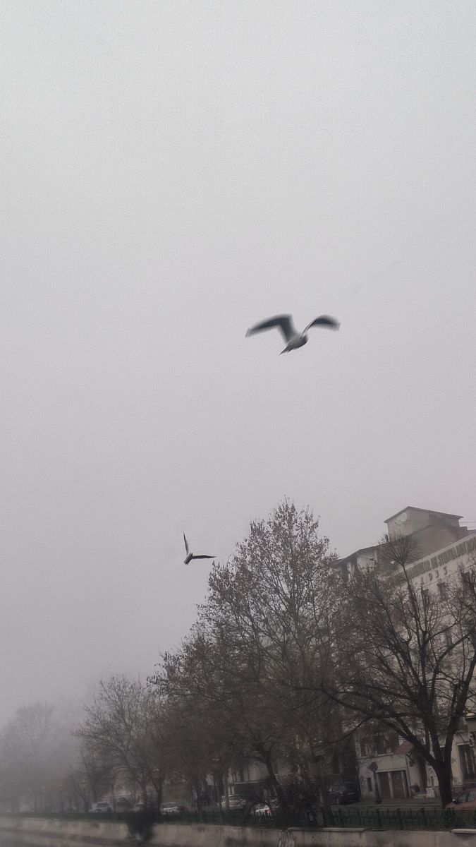 Fotos sobre el clima en Bucharest. Pronósticos del tiempo con hermosas fotos de YanBog