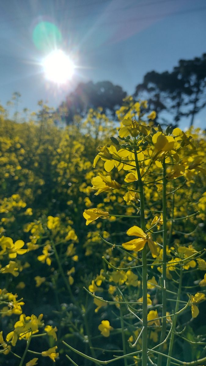维亚芒的天气照片. 天气预报，带Jonas精美的照片
