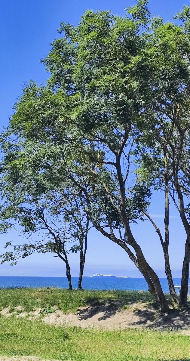 Fotos sobre el clima en Zelenogradsk. Pronósticos del tiempo con hermosas fotos de Савва