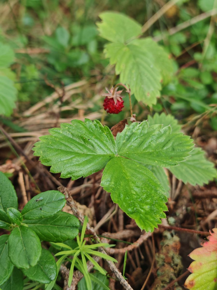 Weather Photos in Pskov Oblast. Weather forecasts with beautiful photos by HelenR2