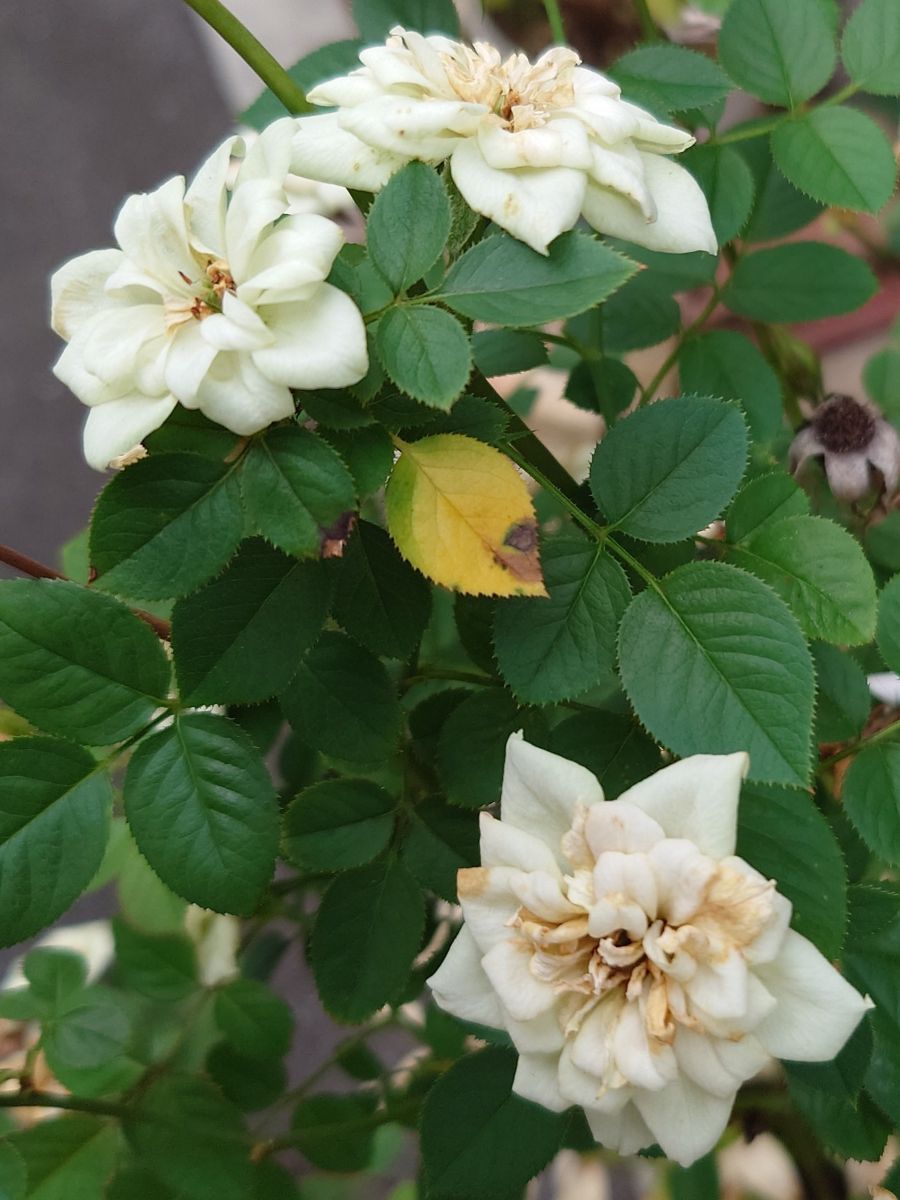 Fotografos あさのジジ, Fotos do tempo em Okayama - Weawow