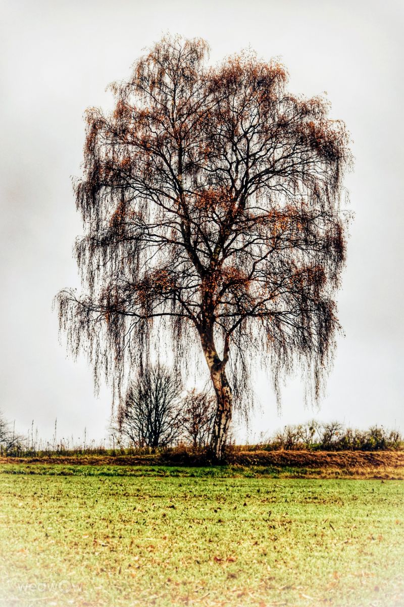 Photographer Lotti5507, Weather Photos in Stockum - Weawow