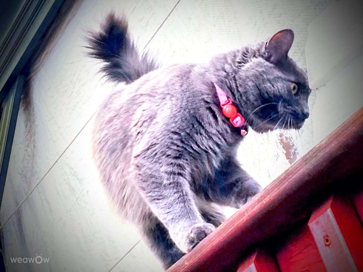 Fotografos Lulu5523, Fotos do tempo em le Plateau - Weawow