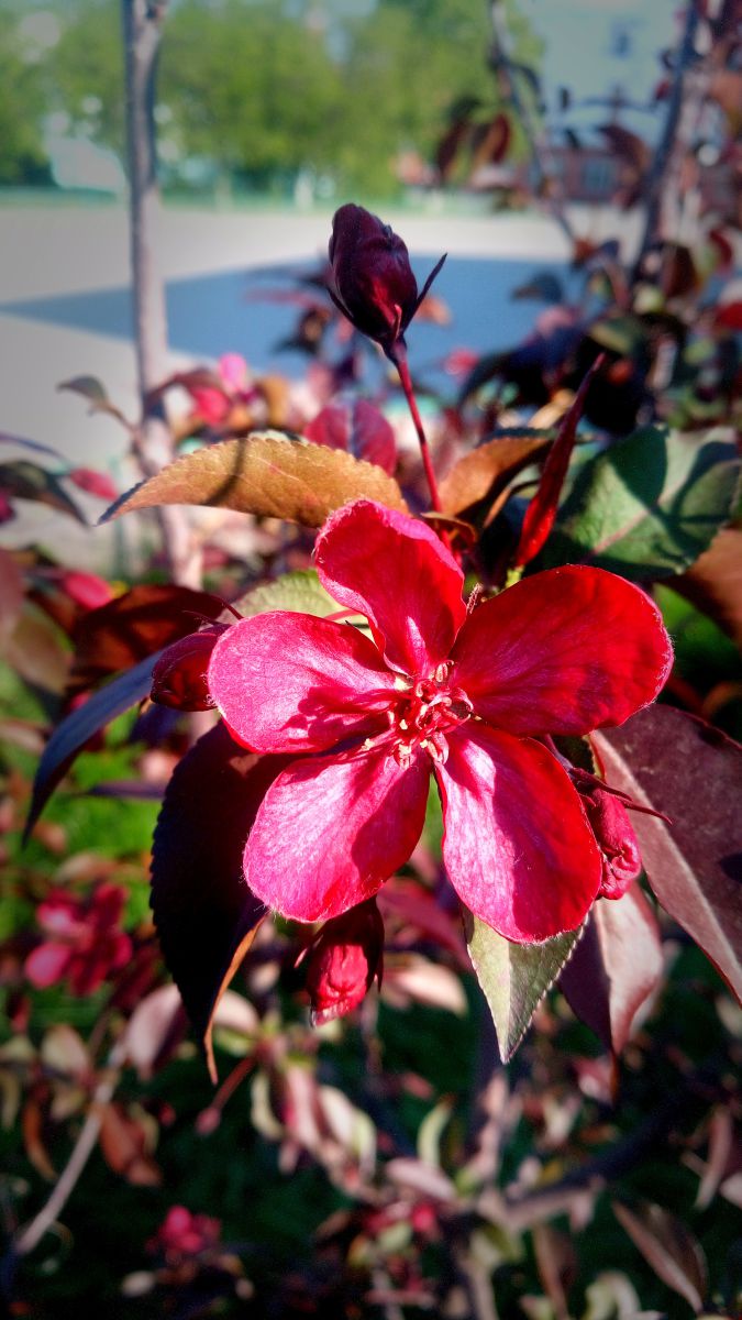 Photographer BHE6E, Weather Photos in Chernyanka - Weawow