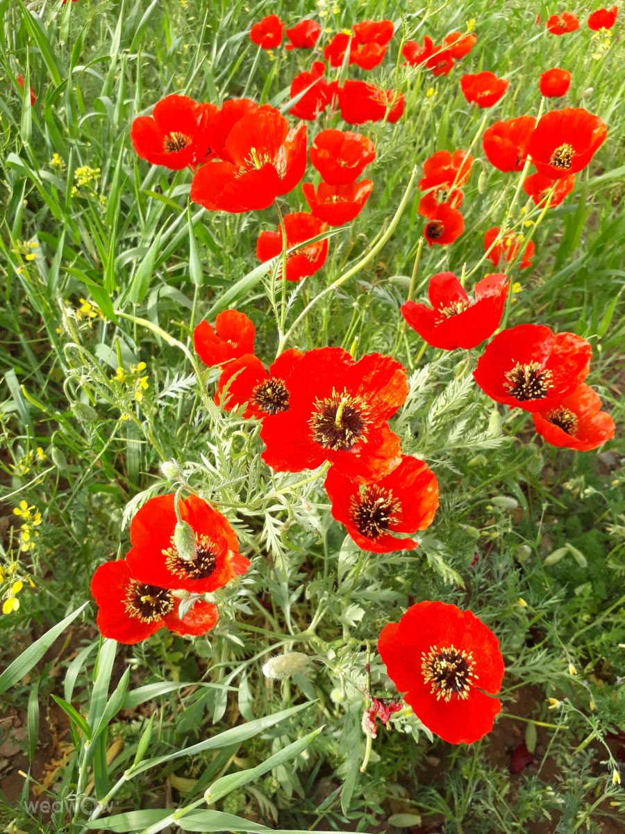 Fotos do tempo em Kurdistan Province. Previsões do tempo com lindas fotos de HBO258