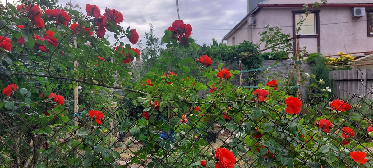 Hình ảnh Thời tiết ở Rostov. Dự báo thời tiết với những bức ảnh đẹp của marimouse3