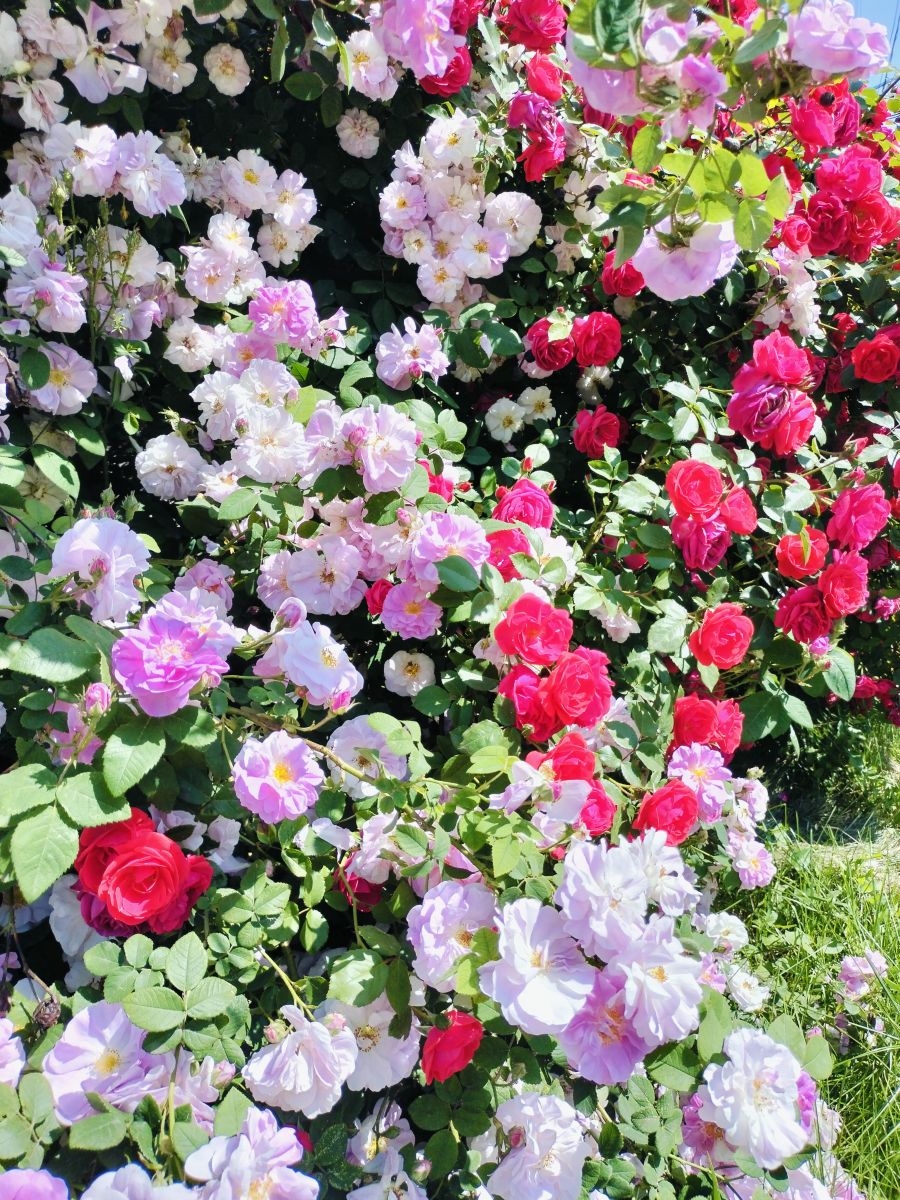 Фотографии Погоды в Белая Церковь. Прогнозы погоды с чудесными фотографиями, сделанными Маргарита Котенко