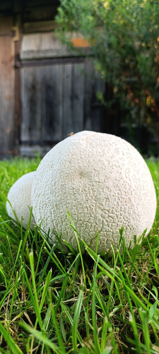 リダの天気写真. Lena_Glukhovaの美しい写真による天気予報