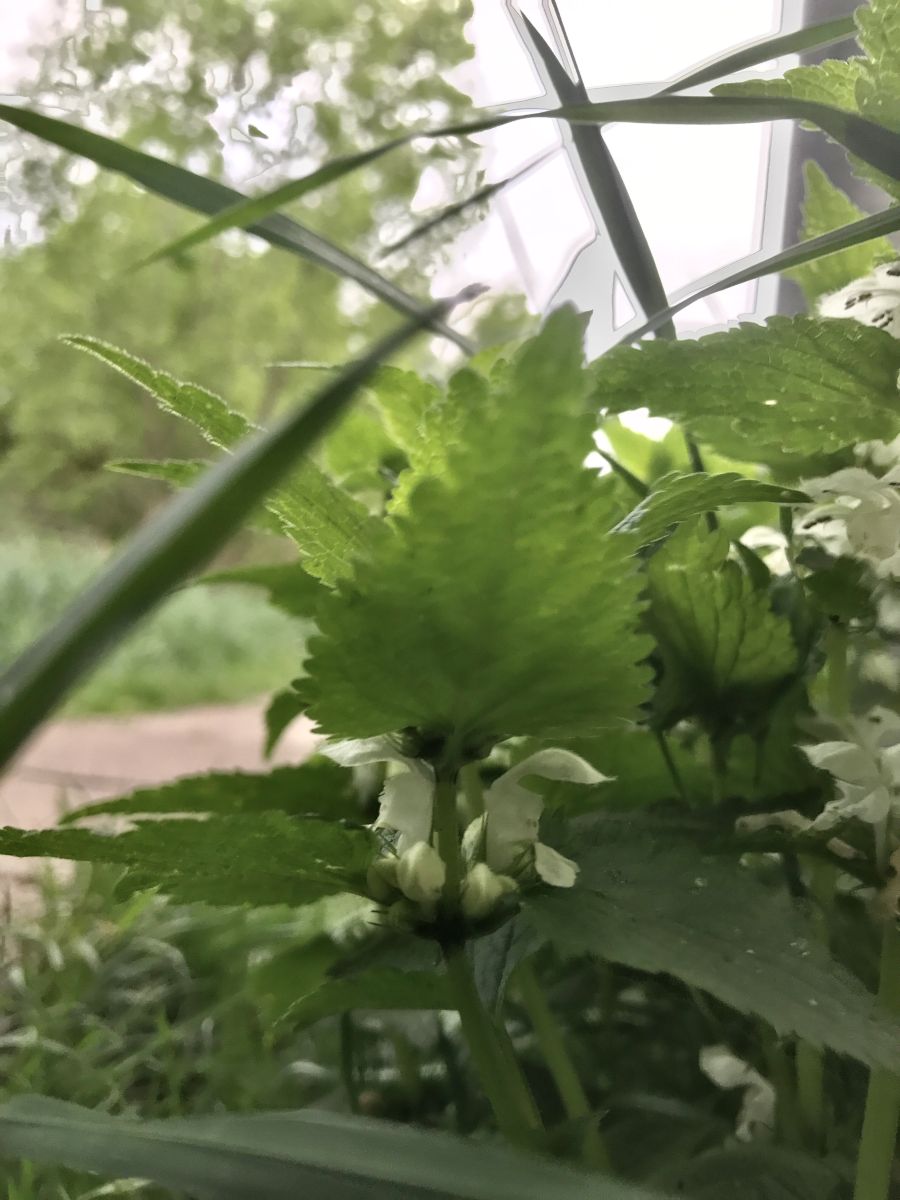 Fotos sobre el clima en Sovetsk. Pronósticos del tiempo con hermosas fotos de set479