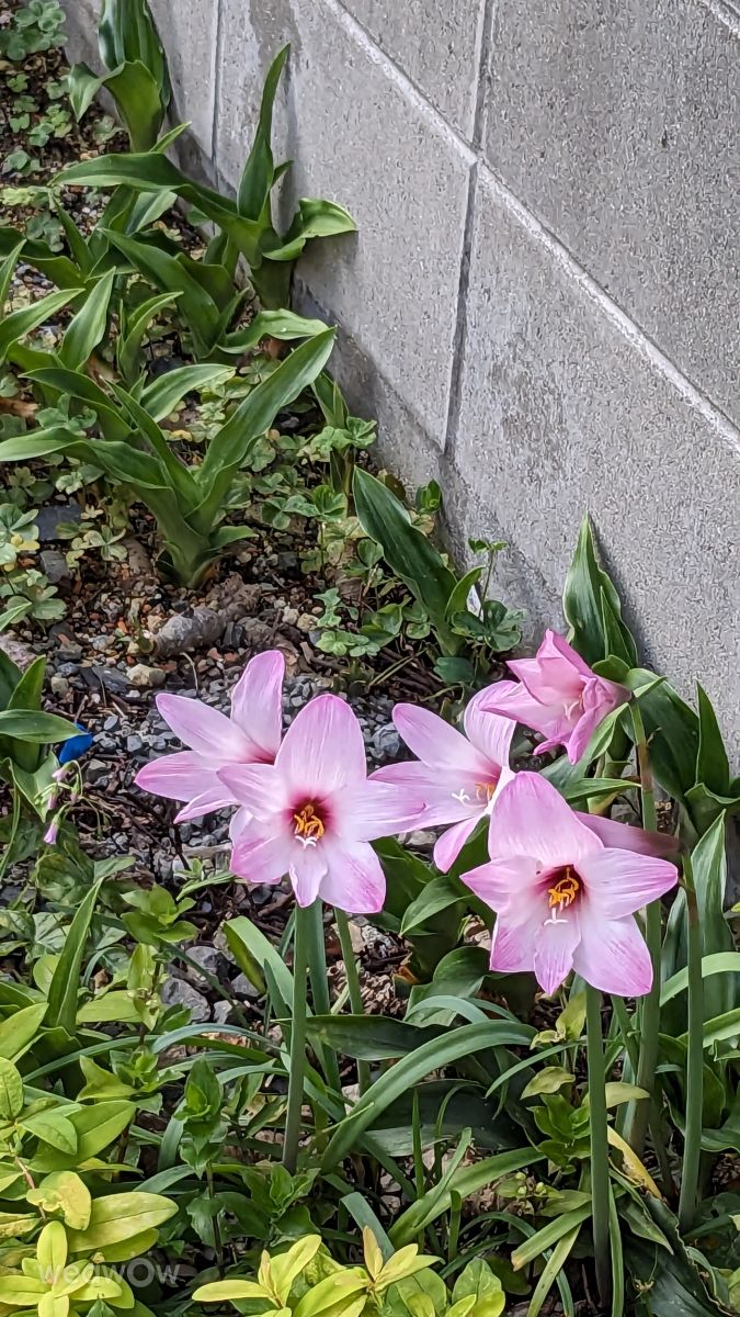 Fotografos あさのジジ, Fotos do tempo em Okayama - Weawow