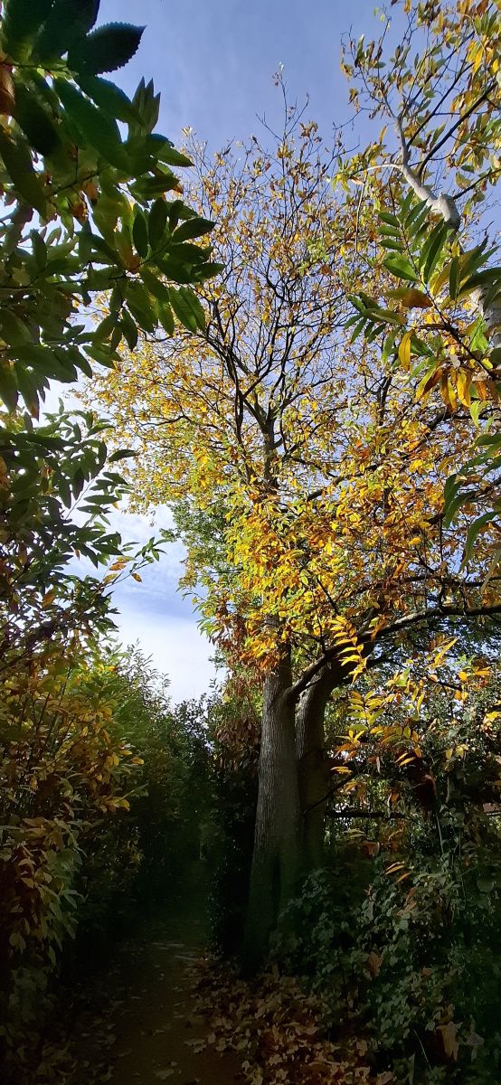 Photos météo à Maidstone. Prévisions météo avec de superbes photos de Lolli