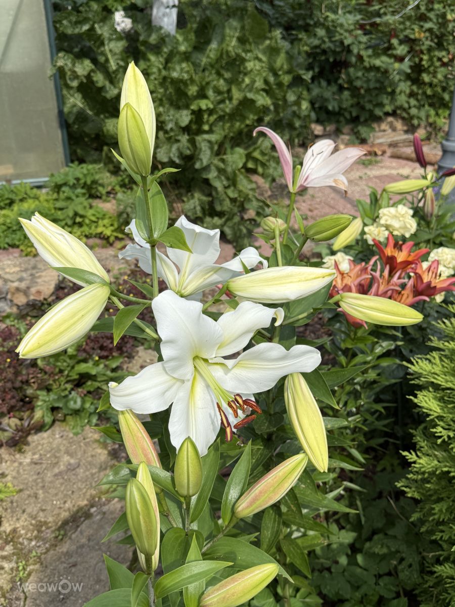 ペテルゴフの天気写真. mas777777の美しい写真による天気予報