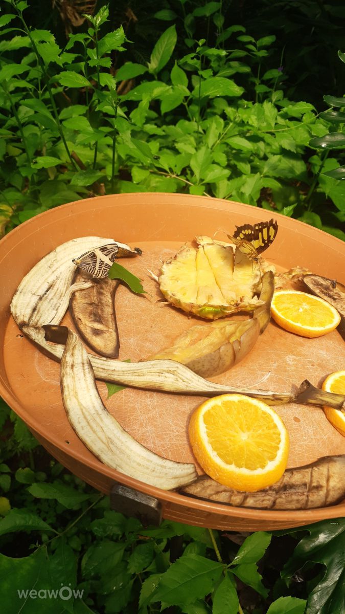 Photographe Florabresler, Photos météo à Rotterdam - Weawow