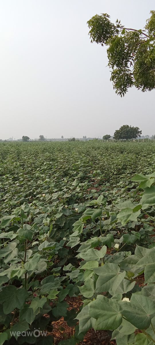 Hình ảnh Thời tiết ở Ấn Độ. Dự báo thời tiết với những bức ảnh đẹp của Imadabattini Bosu Babu