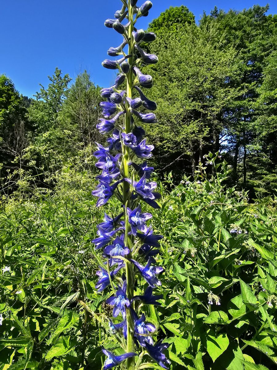 Photographe Albert_Smelovtsev, Photos météo à Roza Khutor - Weawow
