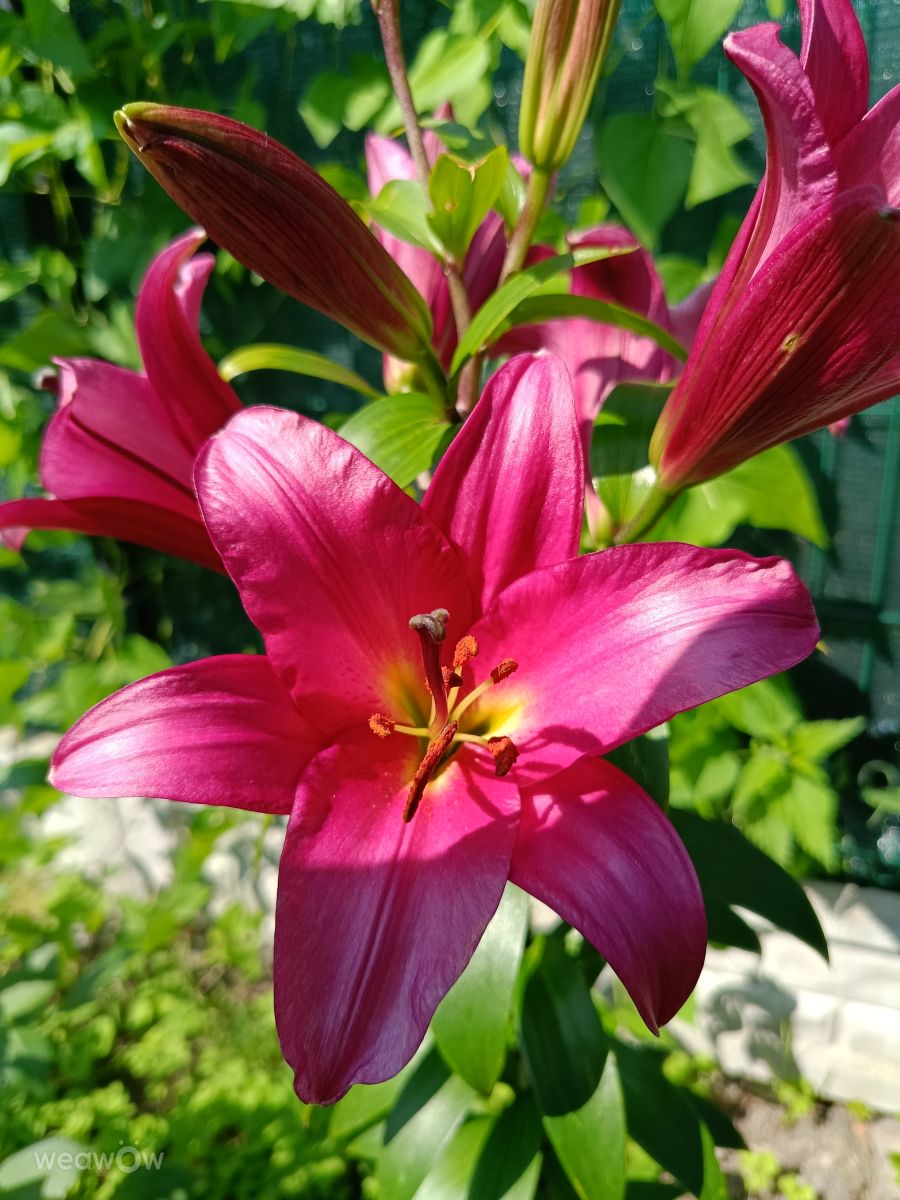 Fotos do tempo em Orzysz. Previsões do tempo com lindas fotos de Joanna Taci