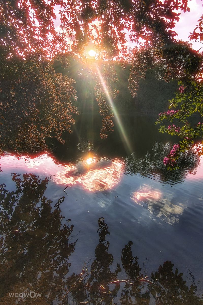 Weather Photos in Rombergpark-Lücklemberg. Weather forecasts with beautiful photos by Gweiland