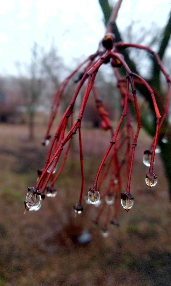 Photographer BHE6E, Weather Photos in Chernyanka - Weawow