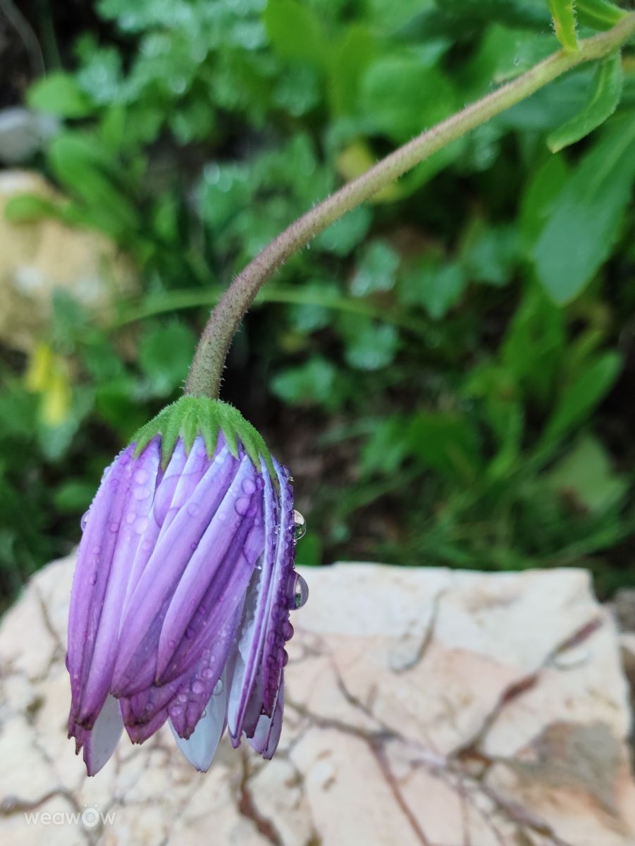 Фотографии Погоды в Praia do Carvoeiro. Прогнозы погоды с чудесными фотографиями, сделанными Brtd