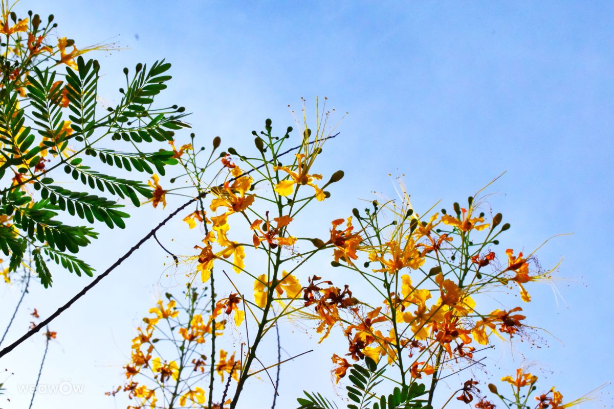 Weather forecasts with beautiful photos by phantran