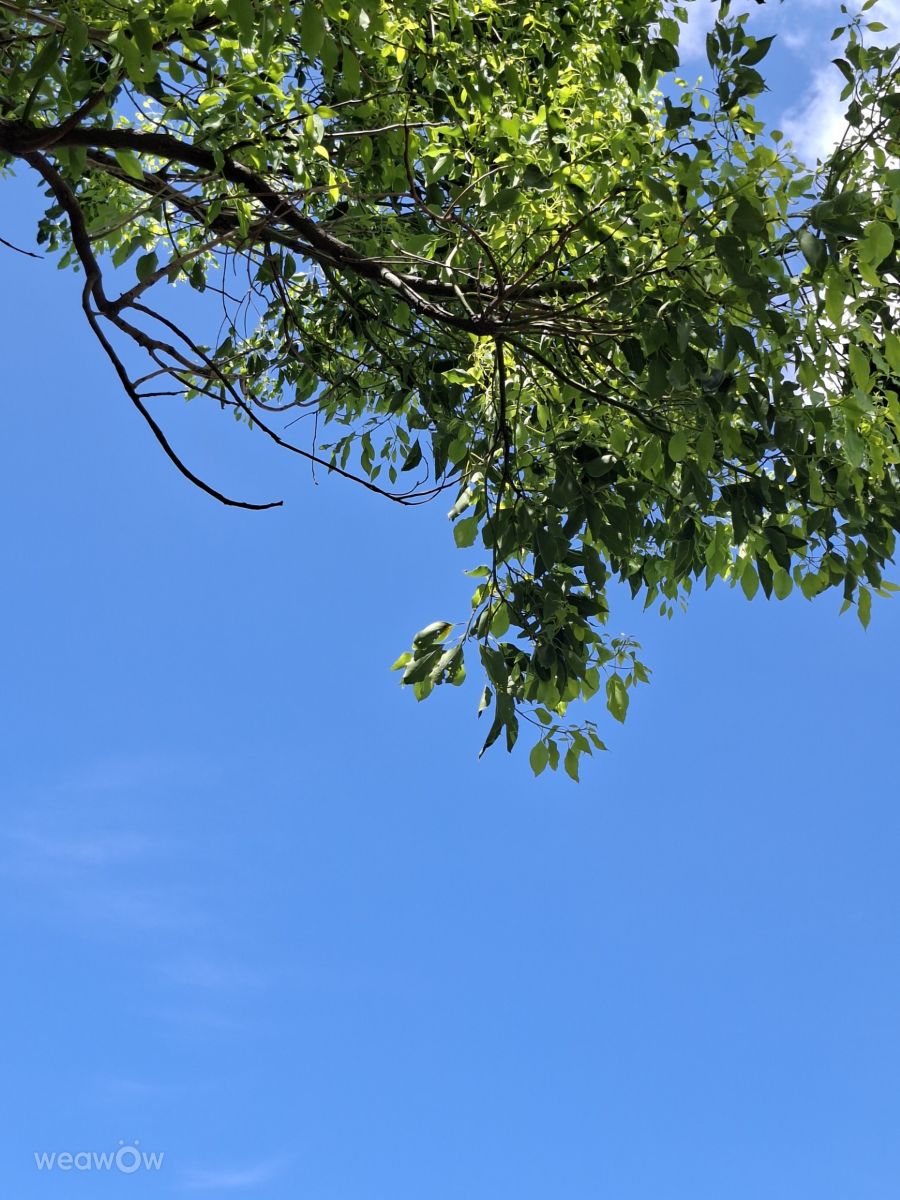 Photographe Wen-ya Huang, Photos météo à Kaohsiung - Weawow