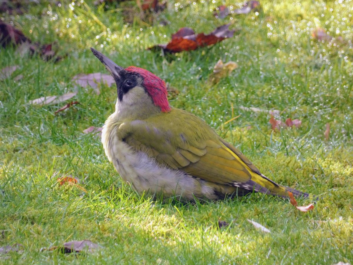 Фотографии Погоды в Нижняя Саксония. Прогнозы погоды с чудесными фотографиями, сделанными fwerner