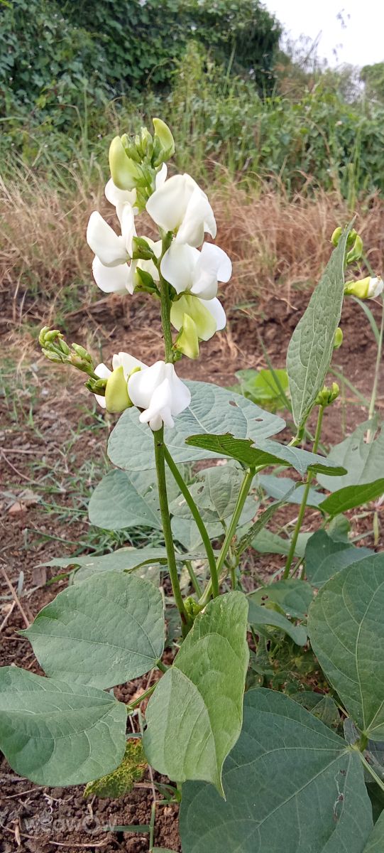 Hình ảnh Thời tiết ở Ấn Độ. Dự báo thời tiết với những bức ảnh đẹp của Imadabattini Bosu Babu