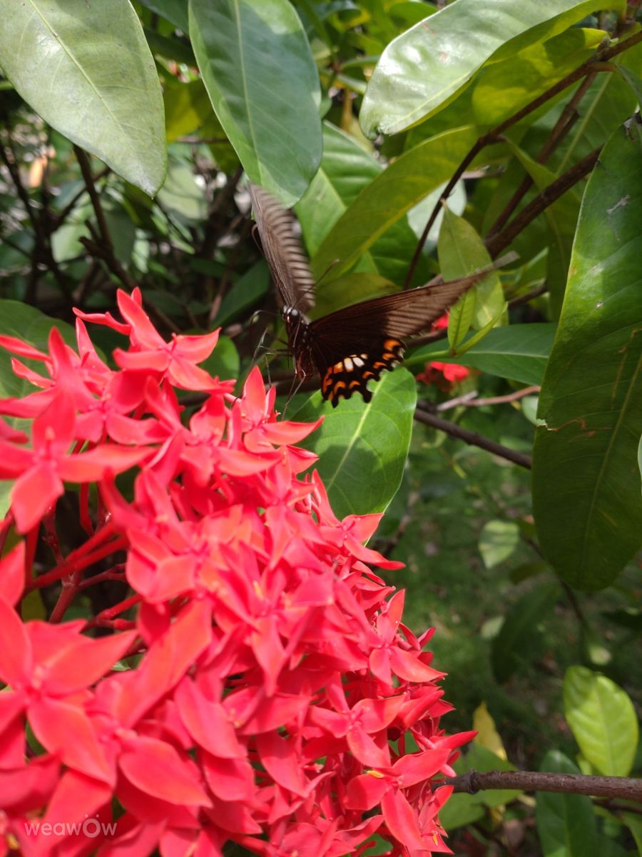 Photographe Wen-ya Huang, Photos météo à Kaohsiung - Weawow