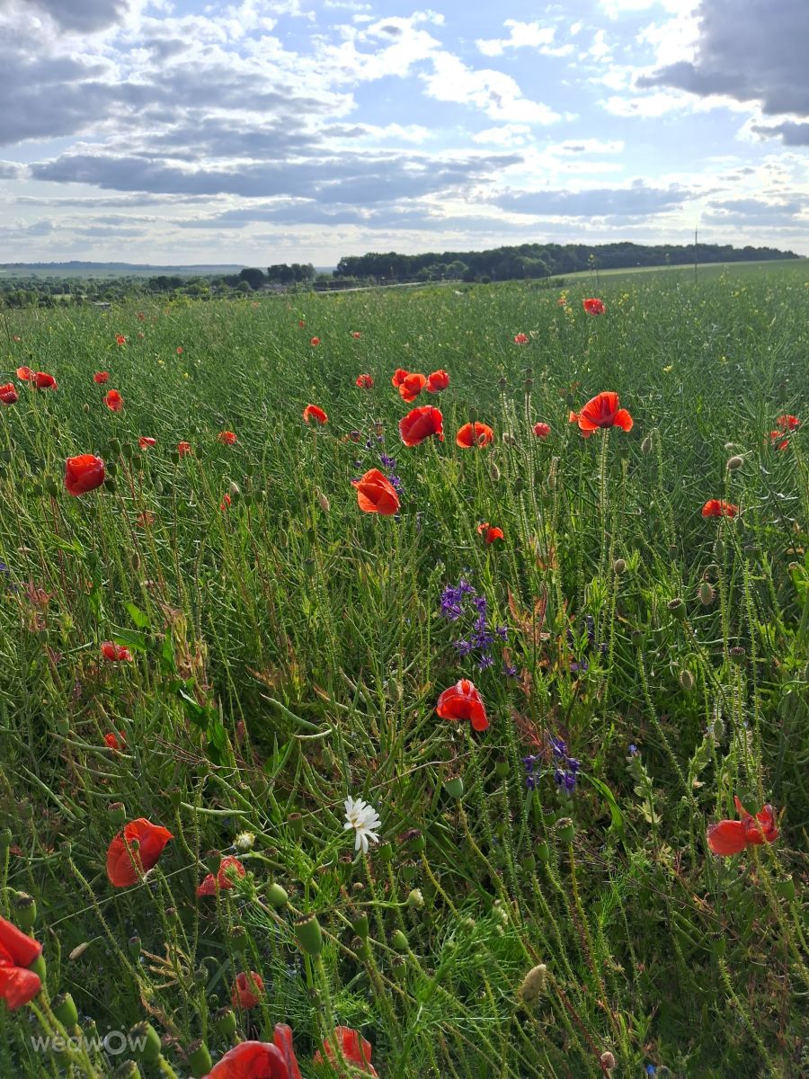 Weather Photos in Bohdanivtsi. Weather forecasts with beautiful photos by urashm