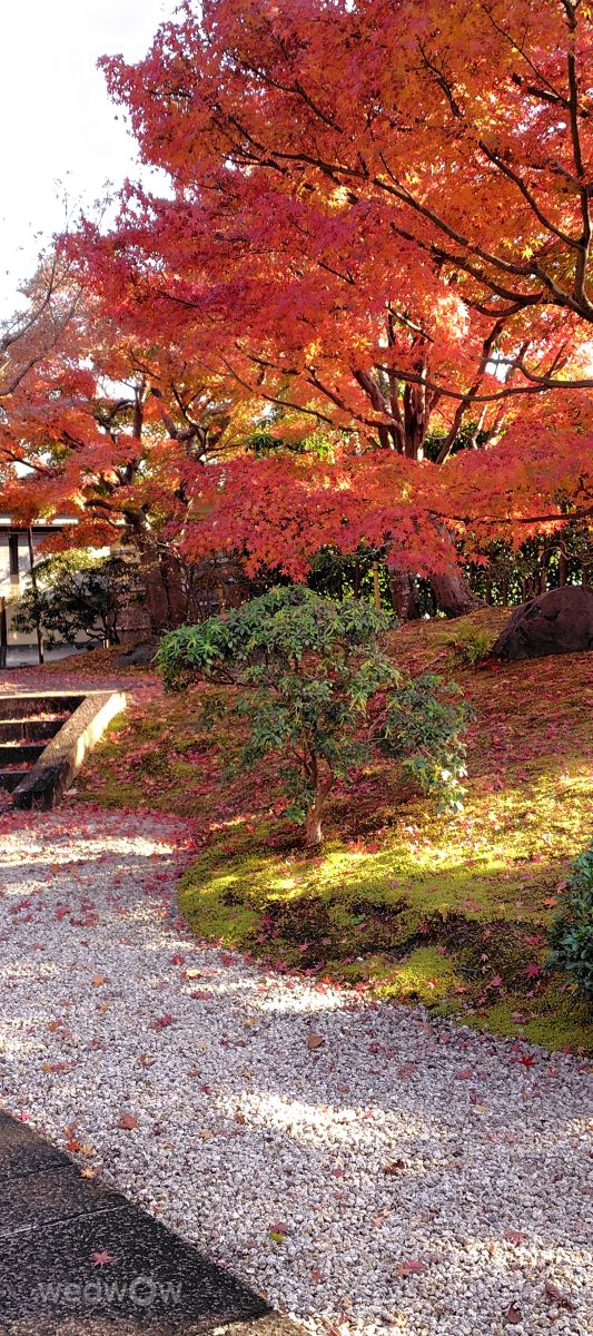 Weather forecasts with beautiful photos by umemui