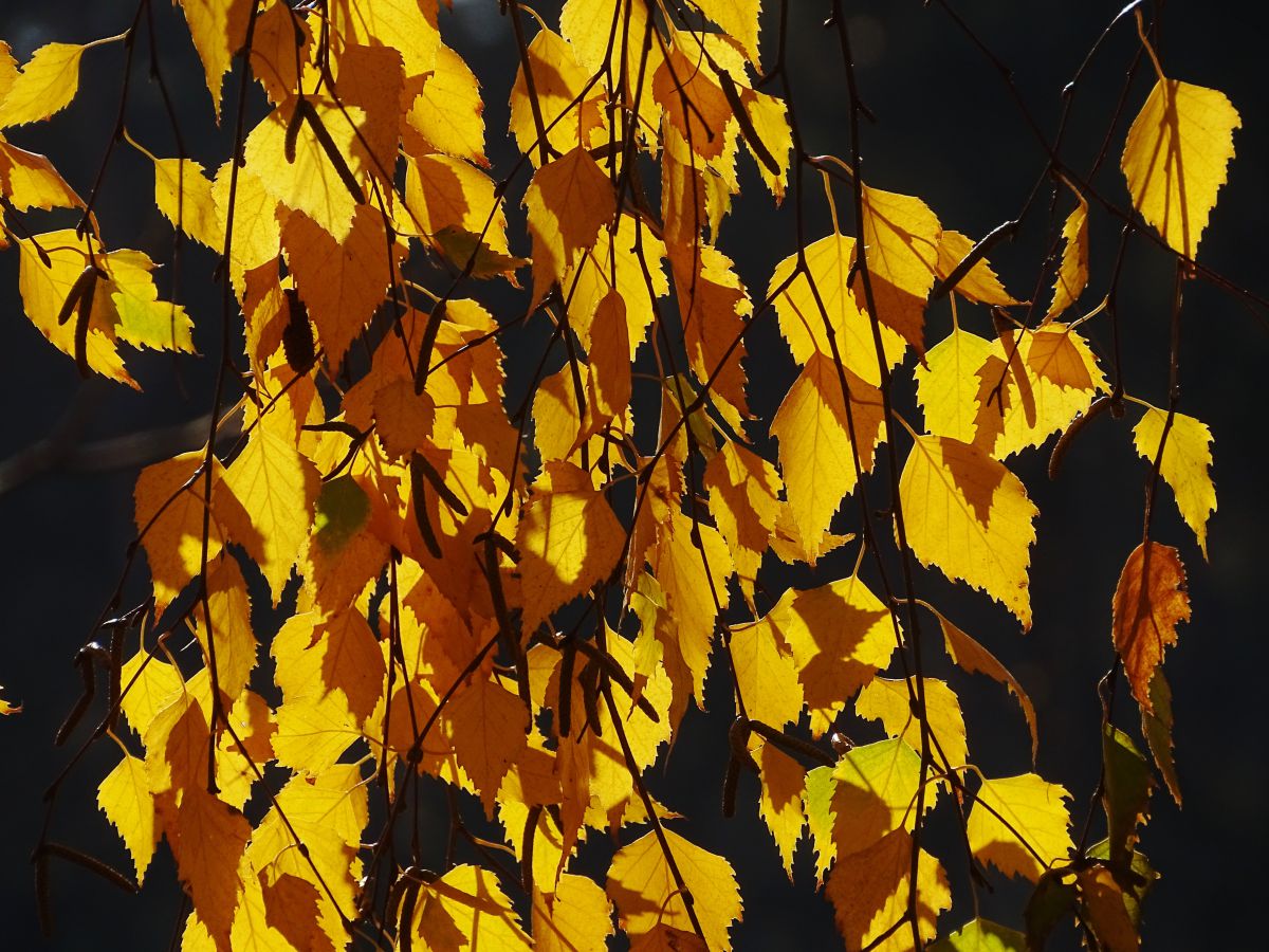 Photographer Михаил Гавриков, Weather Photos in Kharkiv - Weawow