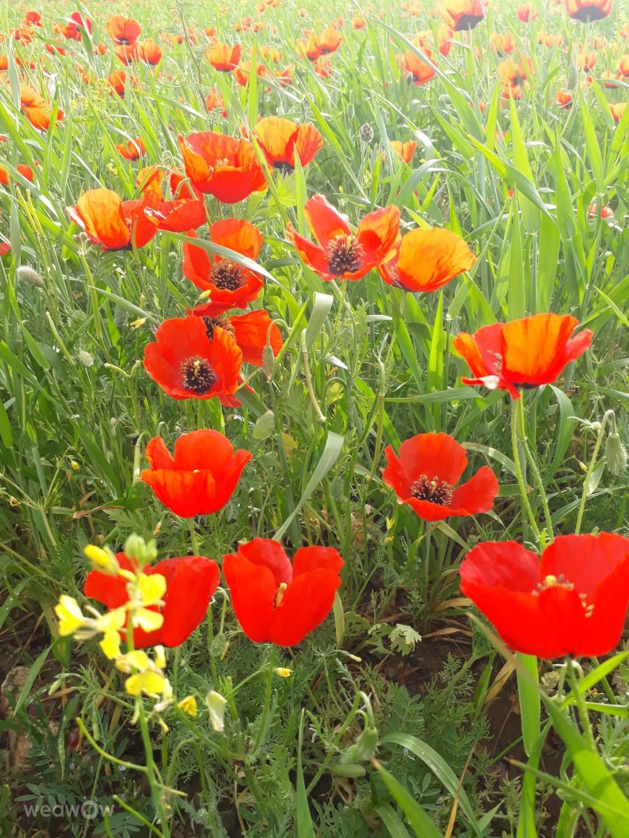 Fotos do tempo em Kurdistan Province. Previsões do tempo com lindas fotos de HBO258