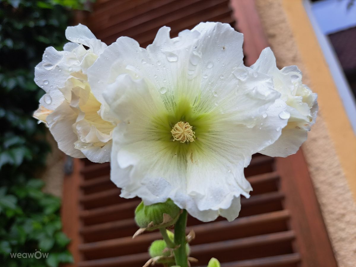 Weather Photos in Lüneburg. Weather forecasts with beautiful photos by this_is_tascha