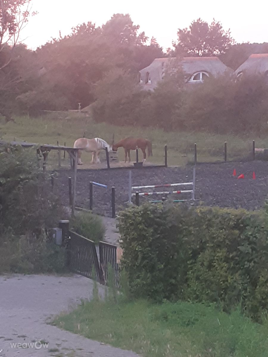 Photographe Florabresler, Photos météo à Citta Romana - Weawow
