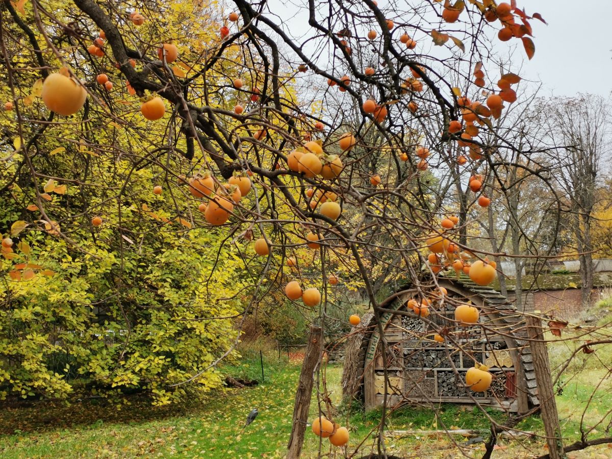 13 Boulevard de l'Hôpital的天气照片. 天气预报，带NikolayPaunchev精美的照片