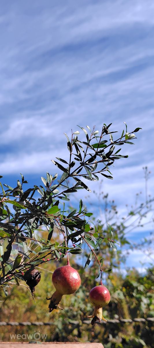 Photographer umemui, Weather Photos in Honshu - Weawow