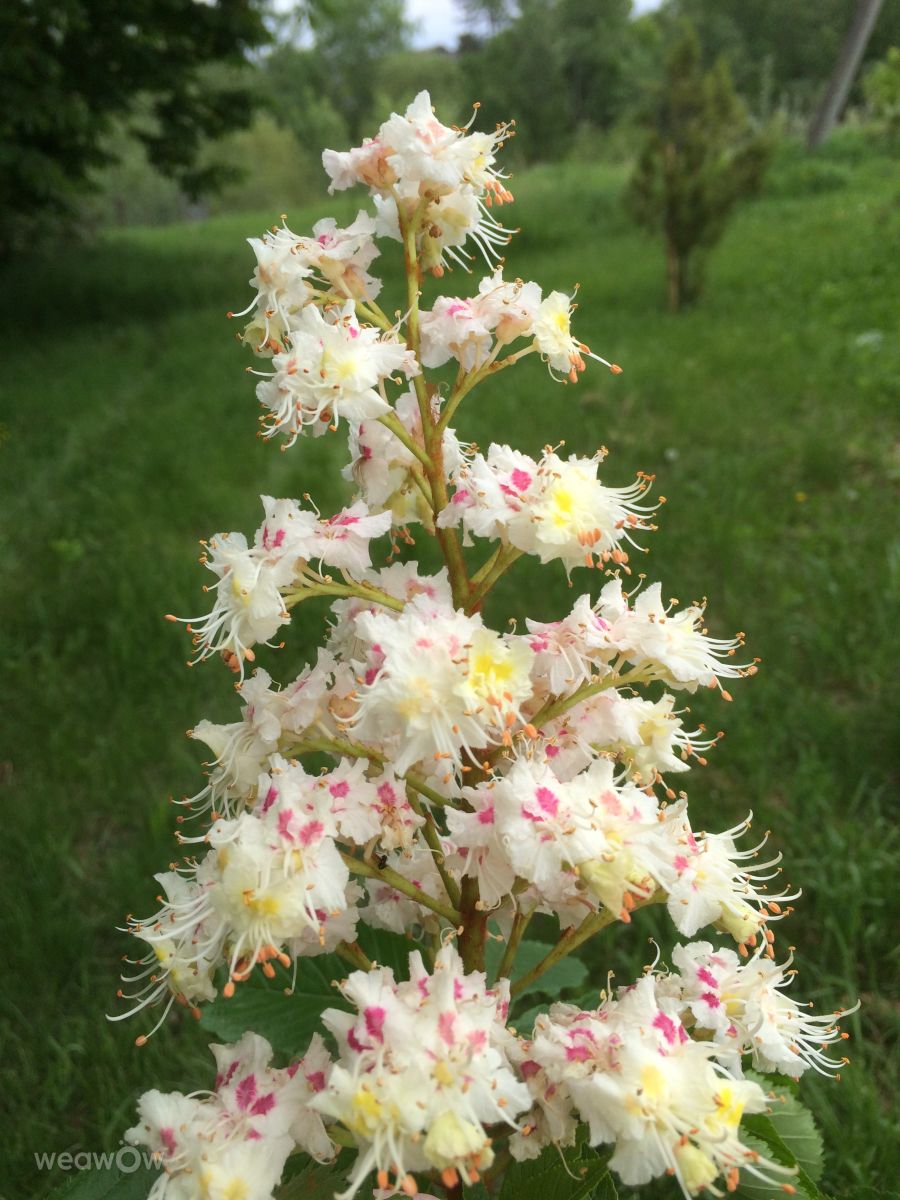 Photos météo à République d'Adyguée. Prévisions météo avec de superbes photos de Zyzyza
